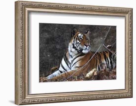 Bengal Tiger, Panthera Tigris Tigris, Bandhavgarh National Park, Madhya Pradesh, India-Kim Sullivan-Framed Photographic Print