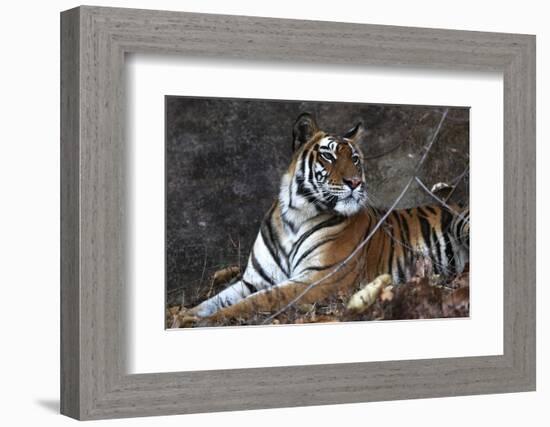 Bengal Tiger, Panthera Tigris Tigris, Bandhavgarh National Park, Madhya Pradesh, India-Kim Sullivan-Framed Photographic Print