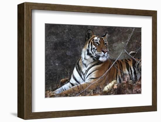 Bengal Tiger, Panthera Tigris Tigris, Bandhavgarh National Park, Madhya Pradesh, India-Kim Sullivan-Framed Photographic Print