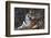 Bengal Tiger, Panthera Tigris Tigris, Bandhavgarh National Park, Madhya Pradesh, India-Kim Sullivan-Framed Photographic Print