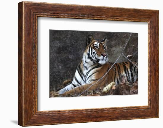 Bengal Tiger, Panthera Tigris Tigris, Bandhavgarh National Park, Madhya Pradesh, India-Kim Sullivan-Framed Photographic Print