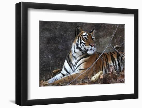 Bengal Tiger, Panthera Tigris Tigris, Bandhavgarh National Park, Madhya Pradesh, India-Kim Sullivan-Framed Photographic Print