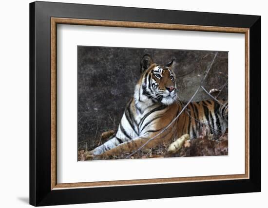 Bengal Tiger, Panthera Tigris Tigris, Bandhavgarh National Park, Madhya Pradesh, India-Kim Sullivan-Framed Photographic Print