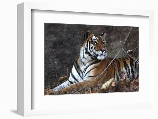 Bengal Tiger, Panthera Tigris Tigris, Bandhavgarh National Park, Madhya Pradesh, India-Kim Sullivan-Framed Photographic Print