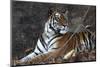 Bengal Tiger, Panthera Tigris Tigris, Bandhavgarh National Park, Madhya Pradesh, India-Kim Sullivan-Mounted Photographic Print