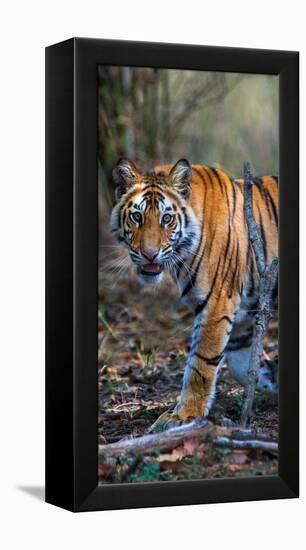 Bengal Tiger (Panthera Tigris Tigris), Bandhavgarh National Park, Umaria District-null-Framed Stretched Canvas