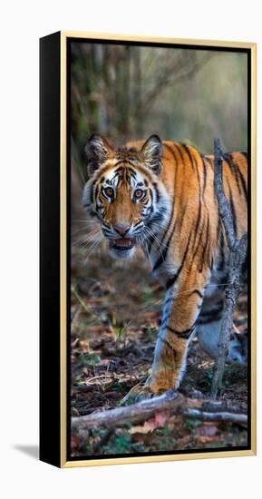 Bengal Tiger (Panthera Tigris Tigris), Bandhavgarh National Park, Umaria District-null-Framed Stretched Canvas