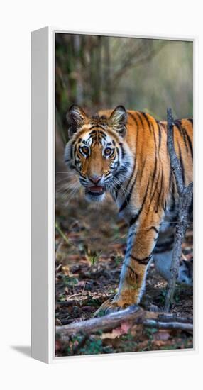 Bengal Tiger (Panthera Tigris Tigris), Bandhavgarh National Park, Umaria District-null-Framed Stretched Canvas