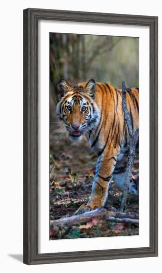 Bengal Tiger (Panthera Tigris Tigris), Bandhavgarh National Park, Umaria District-null-Framed Photographic Print