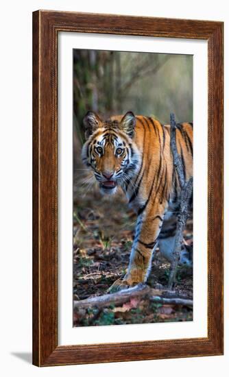 Bengal Tiger (Panthera Tigris Tigris), Bandhavgarh National Park, Umaria District-null-Framed Photographic Print