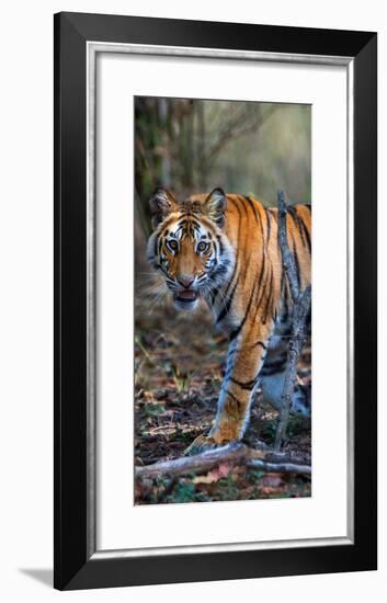 Bengal Tiger (Panthera Tigris Tigris), Bandhavgarh National Park, Umaria District-null-Framed Photographic Print