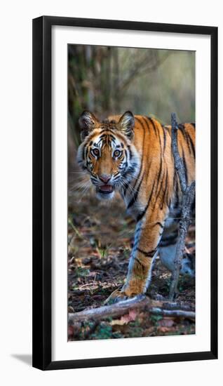 Bengal Tiger (Panthera Tigris Tigris), Bandhavgarh National Park, Umaria District-null-Framed Photographic Print