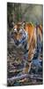 Bengal Tiger (Panthera Tigris Tigris), Bandhavgarh National Park, Umaria District-null-Mounted Photographic Print