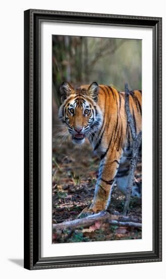 Bengal Tiger (Panthera Tigris Tigris), Bandhavgarh National Park, Umaria District-null-Framed Photographic Print