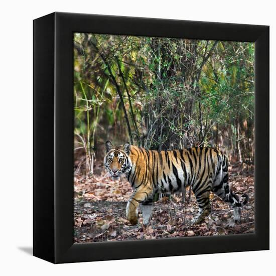 Bengal Tiger (Panthera Tigris Tigris), Bandhavgarh National Park, Umaria District-null-Framed Stretched Canvas