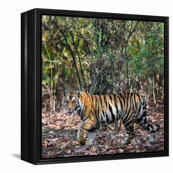 Bengal Tiger (Panthera Tigris Tigris), Bandhavgarh National Park, Umaria District-null-Framed Stretched Canvas