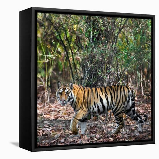 Bengal Tiger (Panthera Tigris Tigris), Bandhavgarh National Park, Umaria District-null-Framed Stretched Canvas