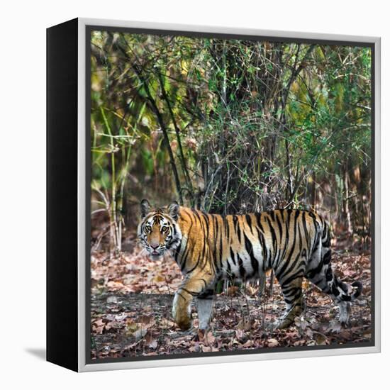 Bengal Tiger (Panthera Tigris Tigris), Bandhavgarh National Park, Umaria District-null-Framed Stretched Canvas