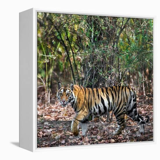 Bengal Tiger (Panthera Tigris Tigris), Bandhavgarh National Park, Umaria District-null-Framed Stretched Canvas