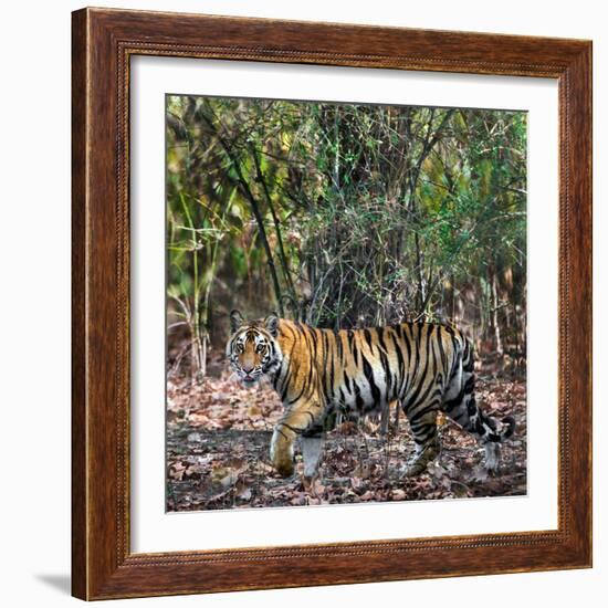 Bengal Tiger (Panthera Tigris Tigris), Bandhavgarh National Park, Umaria District-null-Framed Photographic Print