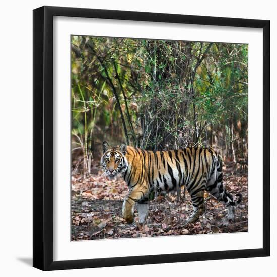 Bengal Tiger (Panthera Tigris Tigris), Bandhavgarh National Park, Umaria District-null-Framed Photographic Print