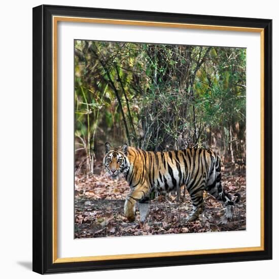 Bengal Tiger (Panthera Tigris Tigris), Bandhavgarh National Park, Umaria District-null-Framed Photographic Print