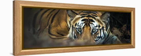 Bengal Tiger (Panthera Tigris Tigris), India-null-Framed Stretched Canvas