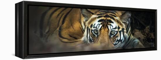 Bengal Tiger (Panthera Tigris Tigris), India-null-Framed Stretched Canvas