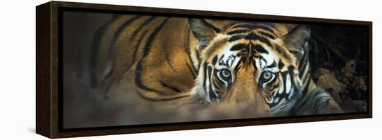 Bengal Tiger (Panthera Tigris Tigris), India-null-Framed Stretched Canvas
