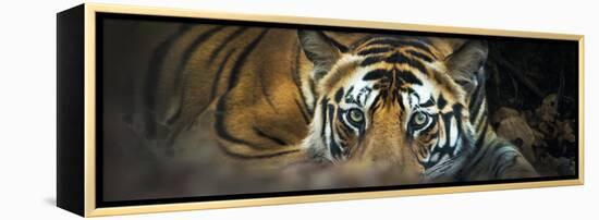 Bengal Tiger (Panthera Tigris Tigris), India-null-Framed Stretched Canvas