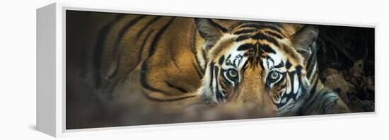 Bengal Tiger (Panthera Tigris Tigris), India-null-Framed Stretched Canvas