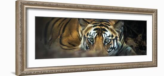 Bengal Tiger (Panthera Tigris Tigris), India-null-Framed Photographic Print