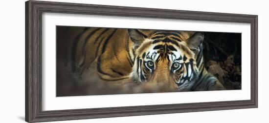 Bengal Tiger (Panthera Tigris Tigris), India-null-Framed Photographic Print