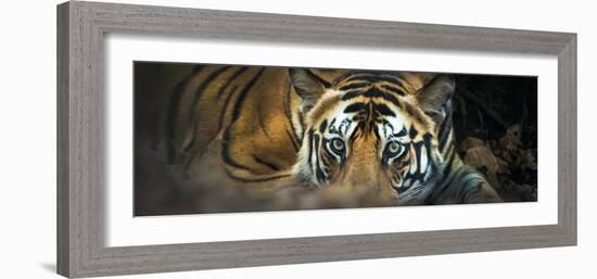 Bengal Tiger (Panthera Tigris Tigris), India-null-Framed Photographic Print