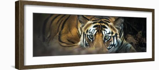 Bengal Tiger (Panthera Tigris Tigris), India-null-Framed Photographic Print