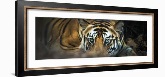 Bengal Tiger (Panthera Tigris Tigris), India-null-Framed Photographic Print