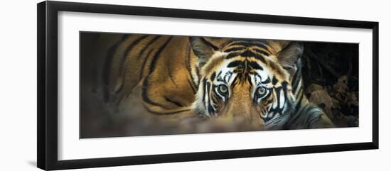 Bengal Tiger (Panthera Tigris Tigris), India--Framed Photographic Print