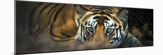 Bengal Tiger (Panthera Tigris Tigris), India-null-Mounted Photographic Print