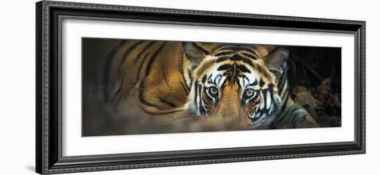 Bengal Tiger (Panthera Tigris Tigris), India-null-Framed Photographic Print