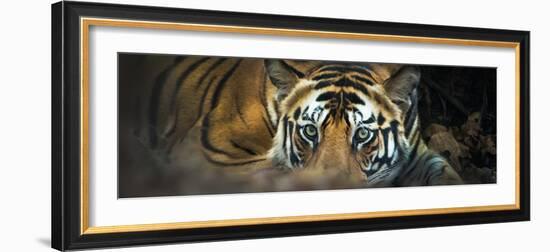 Bengal Tiger (Panthera Tigris Tigris), India-null-Framed Photographic Print