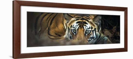 Bengal Tiger (Panthera Tigris Tigris), India-null-Framed Photographic Print