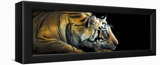 Bengal Tiger (Panthera Tigris Tigris), India-null-Framed Stretched Canvas