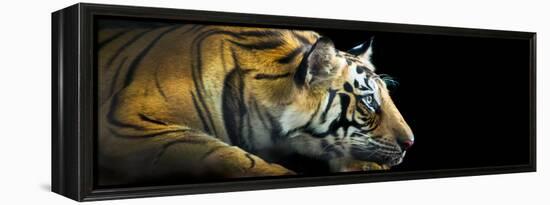 Bengal Tiger (Panthera Tigris Tigris), India-null-Framed Stretched Canvas