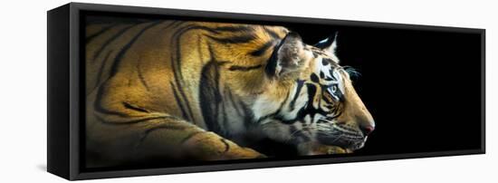 Bengal Tiger (Panthera Tigris Tigris), India-null-Framed Stretched Canvas