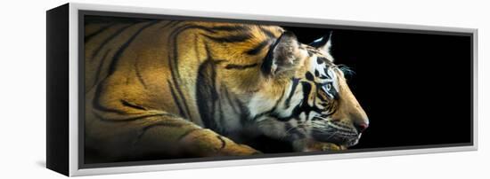 Bengal Tiger (Panthera Tigris Tigris), India-null-Framed Stretched Canvas