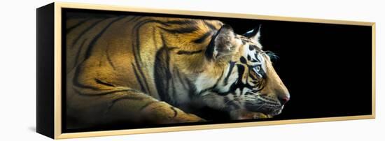 Bengal Tiger (Panthera Tigris Tigris), India-null-Framed Stretched Canvas