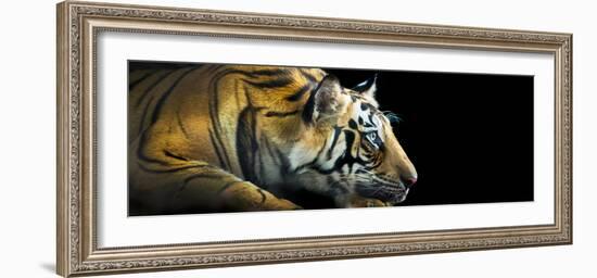 Bengal Tiger (Panthera Tigris Tigris), India-null-Framed Photographic Print