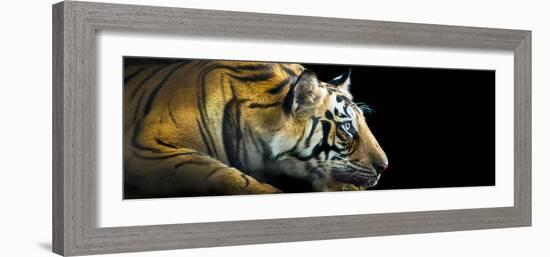 Bengal Tiger (Panthera Tigris Tigris), India-null-Framed Photographic Print