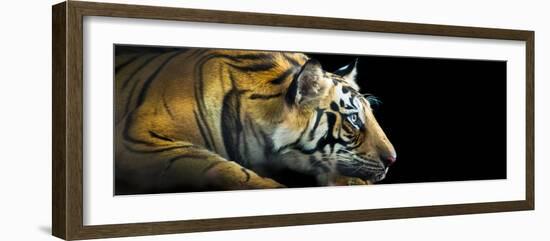 Bengal Tiger (Panthera Tigris Tigris), India-null-Framed Photographic Print