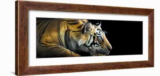 Bengal Tiger (Panthera Tigris Tigris), India-null-Framed Photographic Print